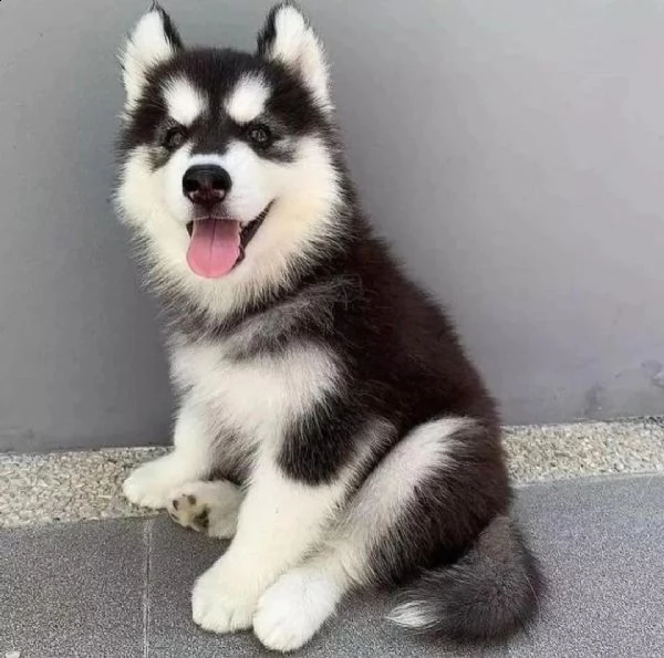 regalo cuccioli siberian husky  maschio e femmina