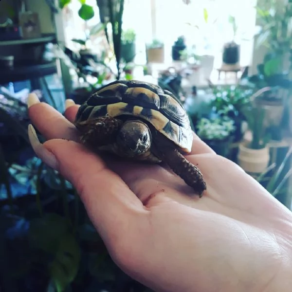 albino sulcata, radiata, aldabra, galapagos, ...