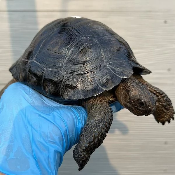 albino sulcata, radiata, aldabra, galapagos, ... | Foto 2