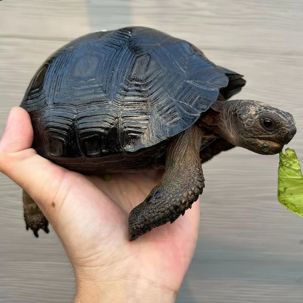 albino sulcata, radiata, aldabra, galapagos, ... | Foto 1