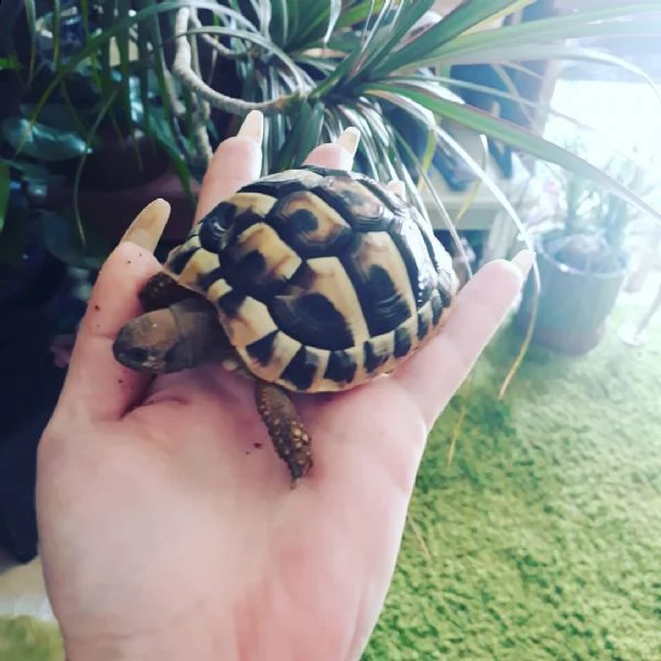 albino sulcata, radiata, aldabra, galapagos, ... | Foto 0