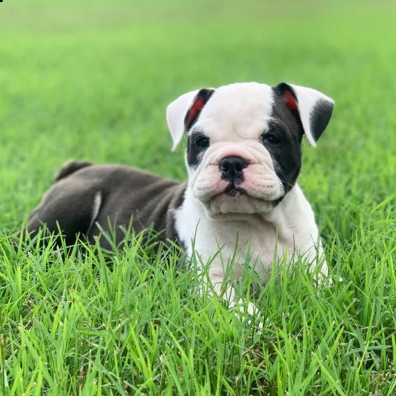 bulldog inglese cuccioli per l'adozione bellissima cucciolata cerca nuova famiglia, 4 maschi e 3 fem