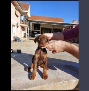 adozione di cuccioli di dobermann | Foto 0