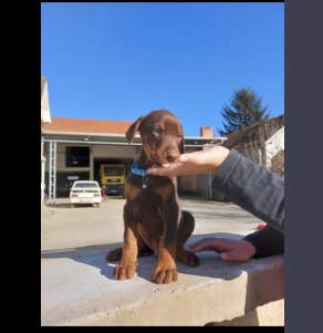 adozione di cuccioli di dobermann