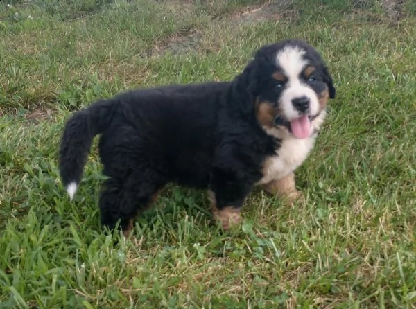 cuccioli di bovaro del bernese | Foto 3