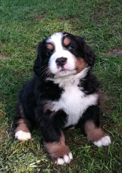 cuccioli di bovaro del bernese | Foto 0