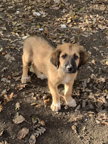 Cucciolo in adozione | Foto 4