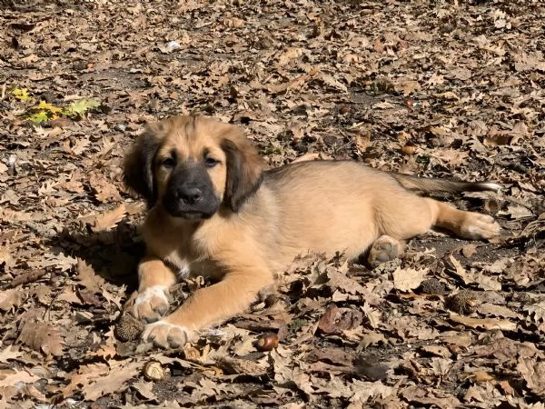 Cucciolo in adozione | Foto 3