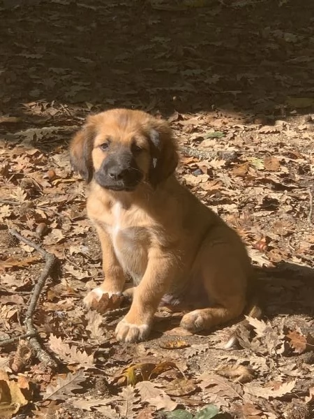 Cucciolo in adozione | Foto 2