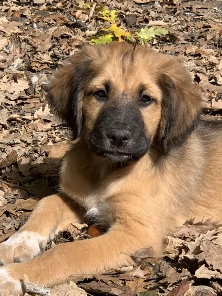 Cucciolo in adozione | Foto 1