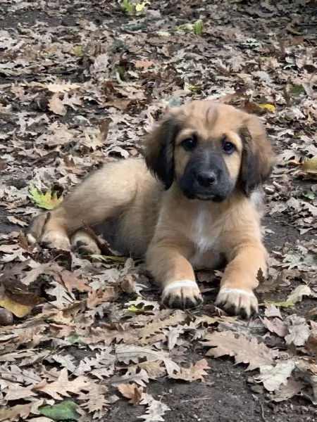 Cucciolo in adozione | Foto 0