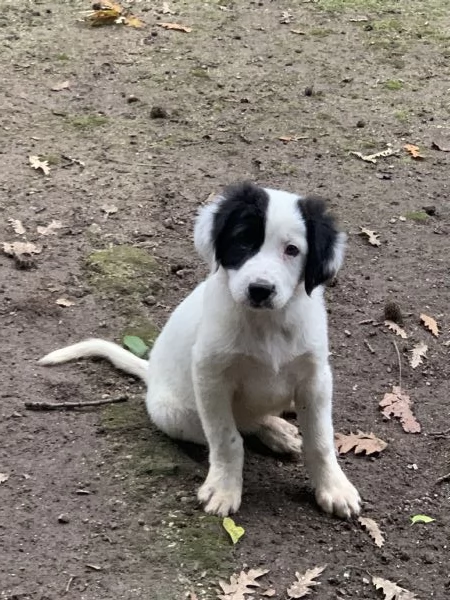 Cucciolo in adozione 