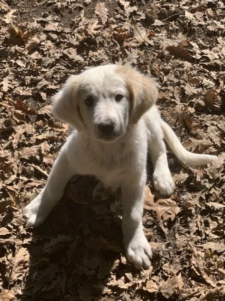 Cucciolo in regalo | Foto 0