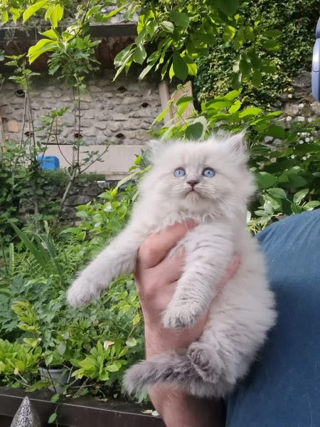 Cuccioli gatto siberiano PEDIGREE ALLEVAMENTO Wcf 