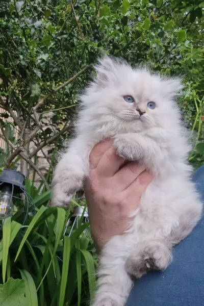 Cuccioli gatto siberiano PEDIGREE ALLEVAMENTO Wcf  | Foto 4