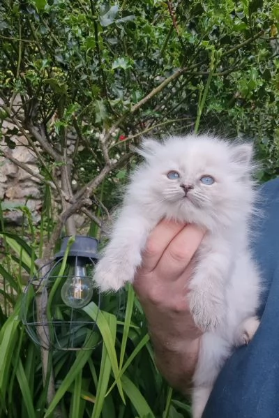 Cuccioli gatto siberiano PEDIGREE ALLEVAMENTO Wcf  | Foto 2