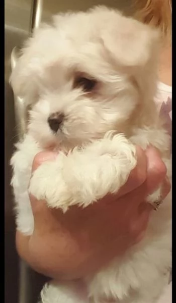 bellissimi cuccioli di maltese (+393509706299)