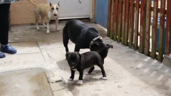 staffordshire bull terrier | Foto 0