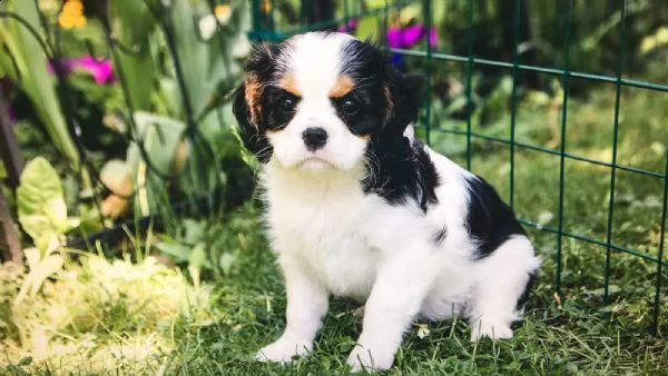 kuccioli cavalier king charles | Foto 1