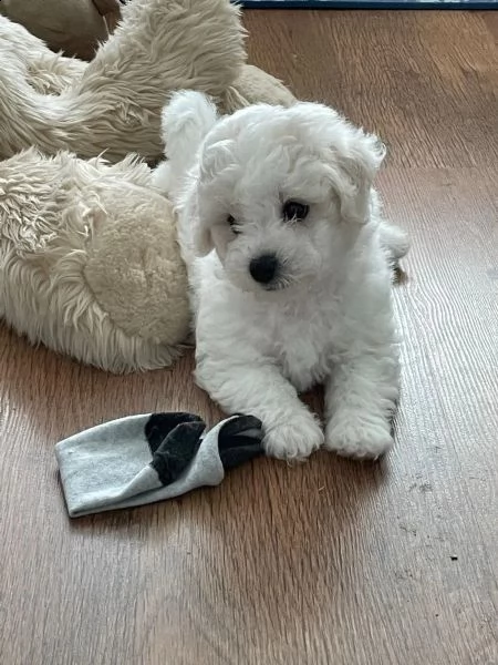 cuccioli di bichon frise di 90 giorni | Foto 4