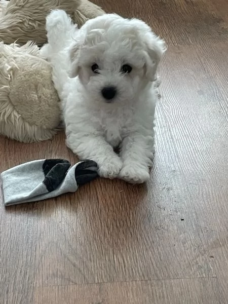 cuccioli di bichon frise di 90 giorni | Foto 1