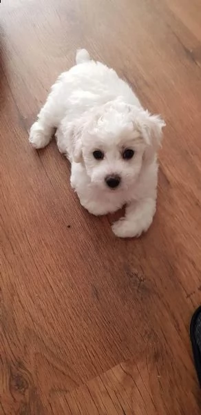 cuccioli di bichon frise di 90 giorni | Foto 0