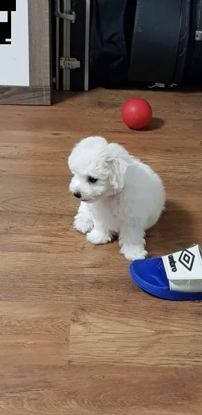 cuccioli di bichon frise di 90 giorni | Foto 4