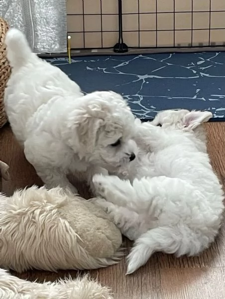 cuccioli di bichon frise di 90 giorni