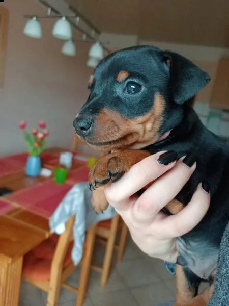 pinscher cuccioli bellissimi | Foto 2