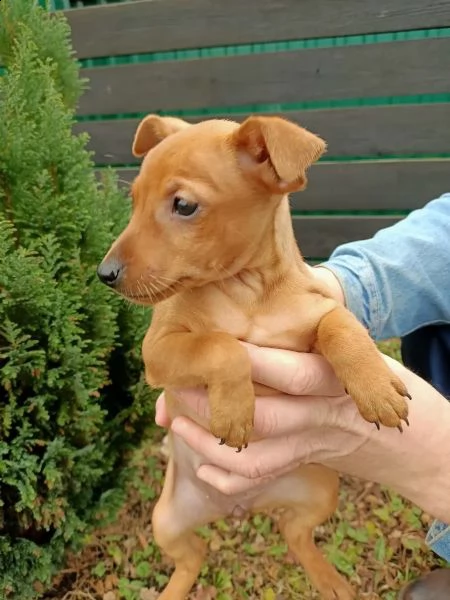 pinscher cuccioli bellissimi | Foto 1