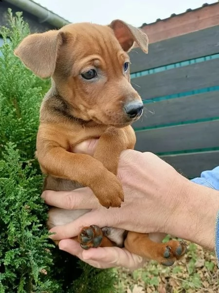 pinscher cuccioli bellissimi | Foto 0