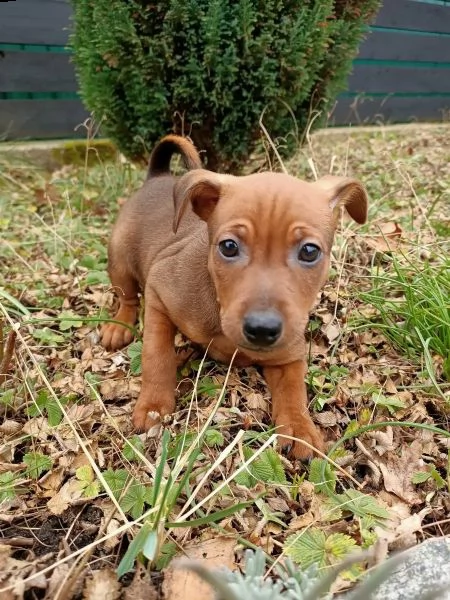 pinscher cuccioli bellissimi