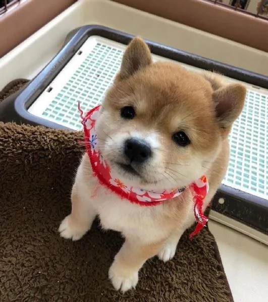 regalo due cuccioli di shiba inu per l'adozione