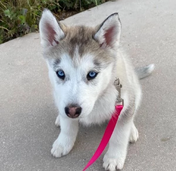 regalo cuccioli siberian husky  maschio e femmina