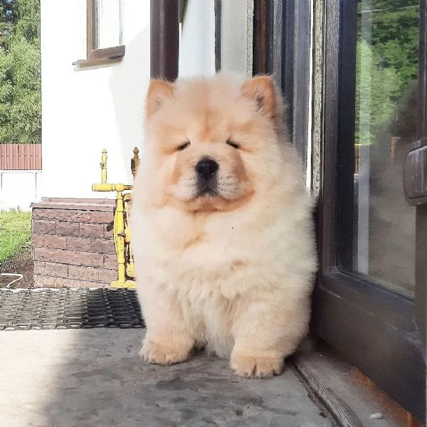 chow chow moky | Foto 0