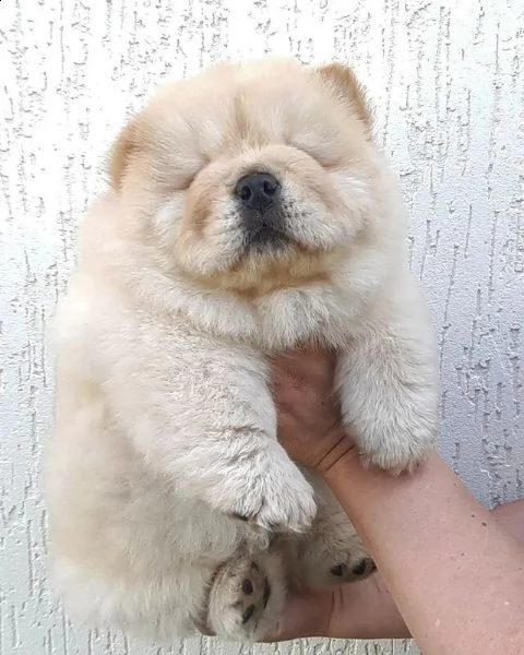 chow chow moky