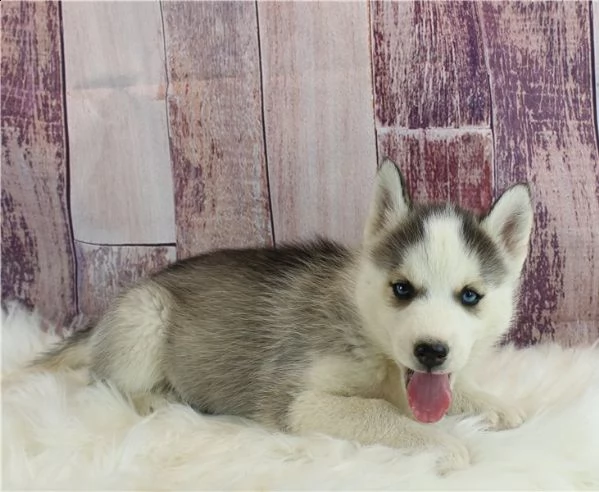 regalo cuccioli siberian husky  maschio e femmina