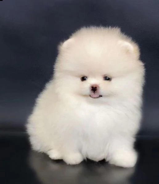 regala cuccioli di pomerania  femmine in adozione