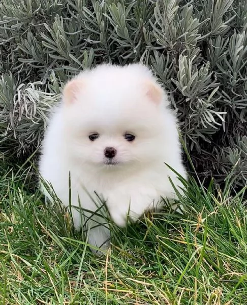   bellissimi cuccioli di pomerania in adozione ( cuccioli di razza in adozione gratuita. molto gioco | Foto 0