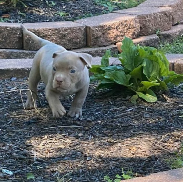 pitbull tricolore, giovane e deliziosa