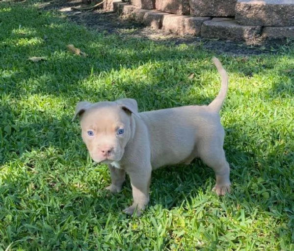 pitbull tricolore, giovane e deliziosa | Foto 1