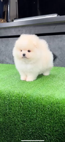  preziosi cuccioli di pomerania in adozione