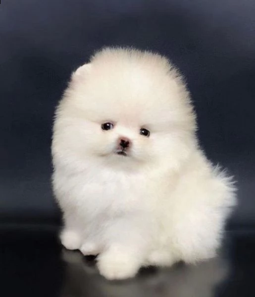 preziosi cuccioli di pomerania in adozione';;''; | Foto 0