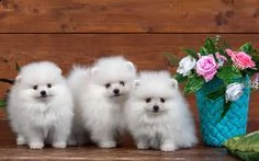  preziosi cuccioli di pomerania in adozione]]]]]]]