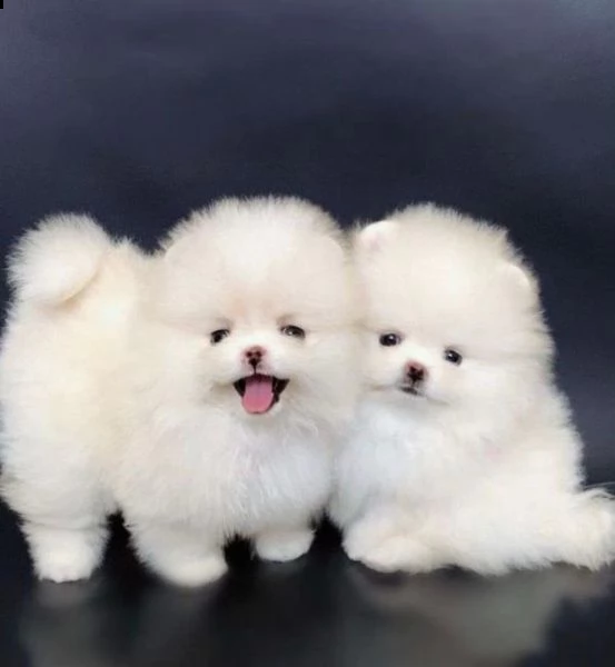  preziosi cuccioli di pomerania in adozione//'/;.