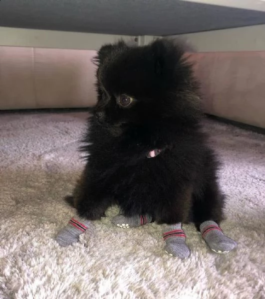  preziosi cuccioli di pomerania in adozione[][