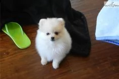  preziosi cuccioli di pomerania in adozione]#]##