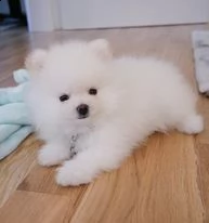  preziosi cuccioli di pomerania in adozione123