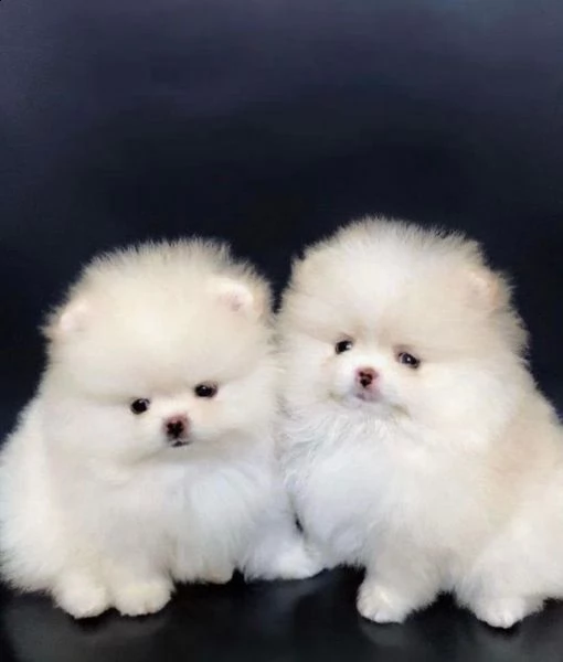  preziosi cuccioli di pomerania in adozione#]#]#] | Foto 0