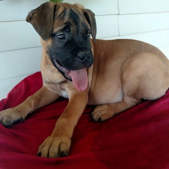 regalo bullmastiff cuccioli